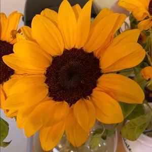 Meet your Posher, Antoinette